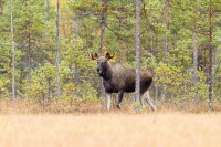 Moose hunting in the autumn 2022